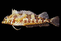 Image of Malacoctenus hubbsi (Redside blenny)