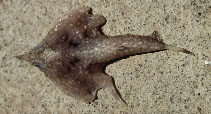 tn_Malut_u1.jpg