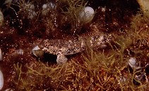 Image of Mauligobius maderensis 