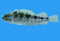 Image of Malacoctenus mexicanus 
