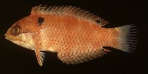 Image of Macropharyngodon vivienae (Madagascar wrasse)