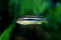 Image of Melanochromis auratus (Golden mbuna)