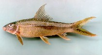 Image of Mekongina erythrospila 