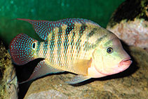 Image of Mesoheros festae (Guayas cichlid)