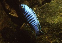 Image of Chindongo heteropictus 
