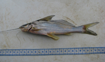 Image of Megalonema xanthum 