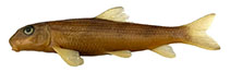 Image of Moxostoma antelunare (Apalachicola redhorse)