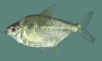 Image of Moenkhausia chrysargyrea 
