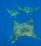 Image of Mobula tarapacana (Sicklefin devil ray)
