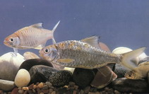 Image of Mystacoleucus chilopterus 