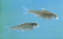 Image of Mystacoleucus lepturus 