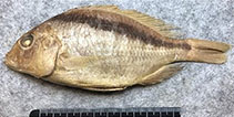 Image of Mylochromis semipalatus 