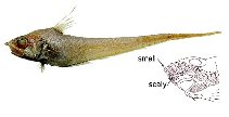 tn_Neaeq_u0.jpg