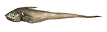 tn_Neafr_u0.jpg