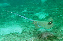 Image of Neotrygon orientalis (Oriental bluespotted maskray)