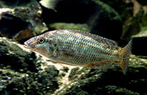 tn_Nilin_f1.jpg