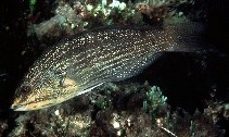 Image of Notolabrus inscriptus (Inscribed wrasse)