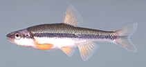 tn_Nolut_m0.jpg