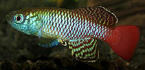 Image of Nothobranchius palmqvisti 
