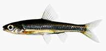 Image of Alburnops petersoni (Coastal shiner)