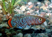 Image of Nothobranchius rachovii (Bluefin notho)