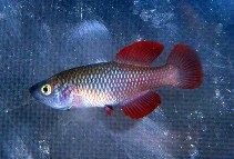 Image of Nothobranchius robustus (Red Victoria nothobranch)
