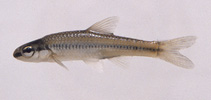tn_Norup_m0.jpg