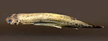 tn_Ocalt_u0.jpg
