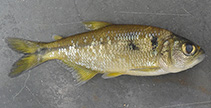 Image of Oligosarcus argenteus 