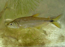 Image of Oligosarcus jenynsii 