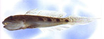 Image of Oligolepis stomias 