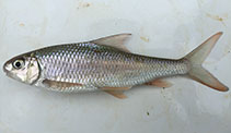 Image of Onychostoma gerlachi 