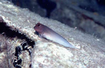 Image of Ophioblennius macclurei (Redlip blenny)