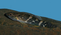 Image of Ophiocara porocephalum (Northern mud gudgeon)