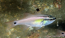 Image of Ostorhinchus semilineatus (Half-lined cardinal)