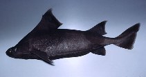 Image of Oxynotus centrina (Angular roughshark)