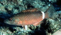 Image of Oxycheilinus unifasciatus (Ringtail maori wrasse)