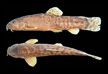 Image of Oxynoemacheilus zarzianus 