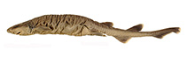 Image of Dichichthys albimarginatus (Whitetip bristle shark)
