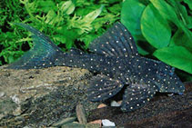 Image of Panaqolus albomaculatus 