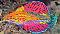 Image of Paracheilinus alfiani 