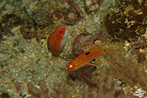 Image of Paracheilinus attenuatus 