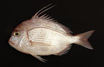 tn_Paedi_u0.jpg
