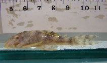 Image of Panaqolus maccus (Clown panaque)