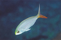 Image of Paracaesio sordida (Sordid snapper)