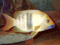 Image of Paretroplus tsimoly (Blue-lipped Madagascar cichlid)