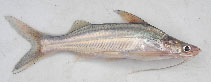 Image of Parapimelodus valenciennis 