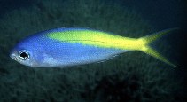 Image of Paracaesio xanthurus (Yellowtail blue snapper)