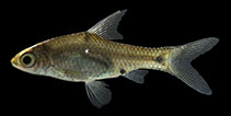 Image of Pethia guganio (Glass-barb)