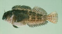 Image of Pereulixia kosiensis (Kosi rockskipper)